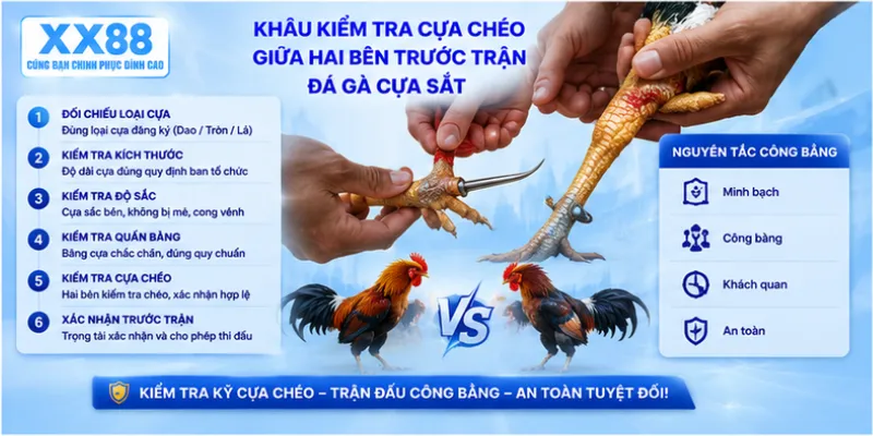 Khâu kiểm tra cựa chéo giữa hai bên trước trận đá gà cựa sắt